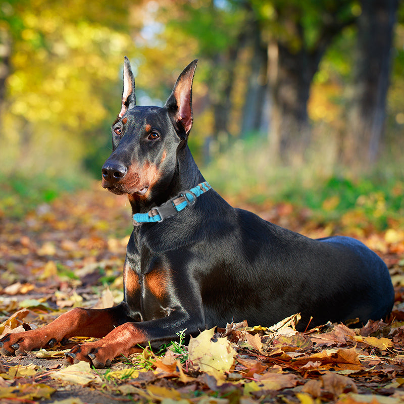 High Quality Handmade Dog Collar